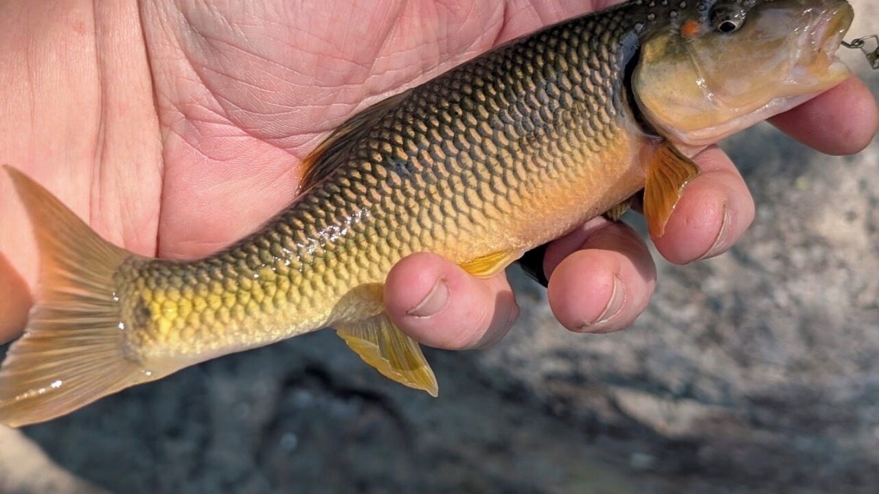 Photo of Others in Mammoth Spring