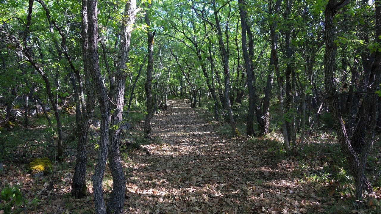 Photo of Others in Simiane-la-Rotonde