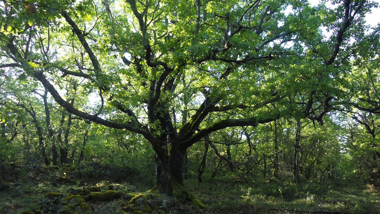 Photo of Others in Simiane-la-Rotonde