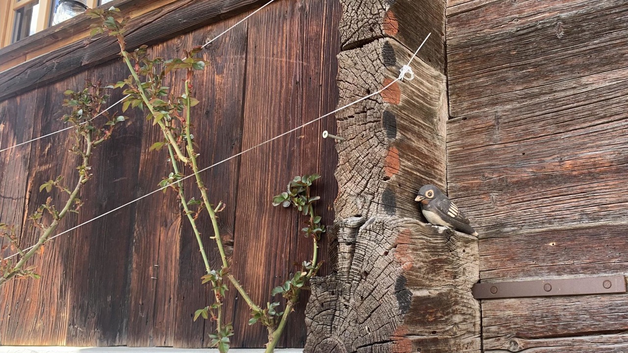 Photo of Others in Frutigen
