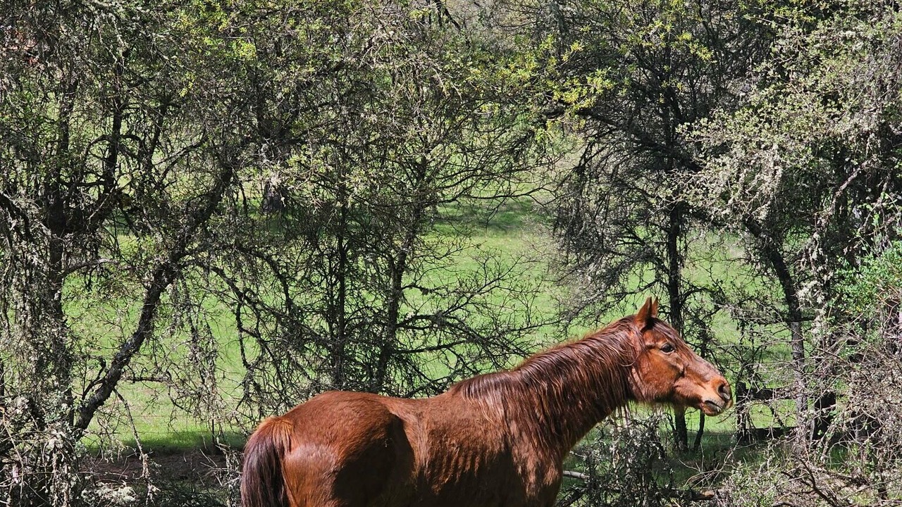Photo of Others in Mountain Ranch