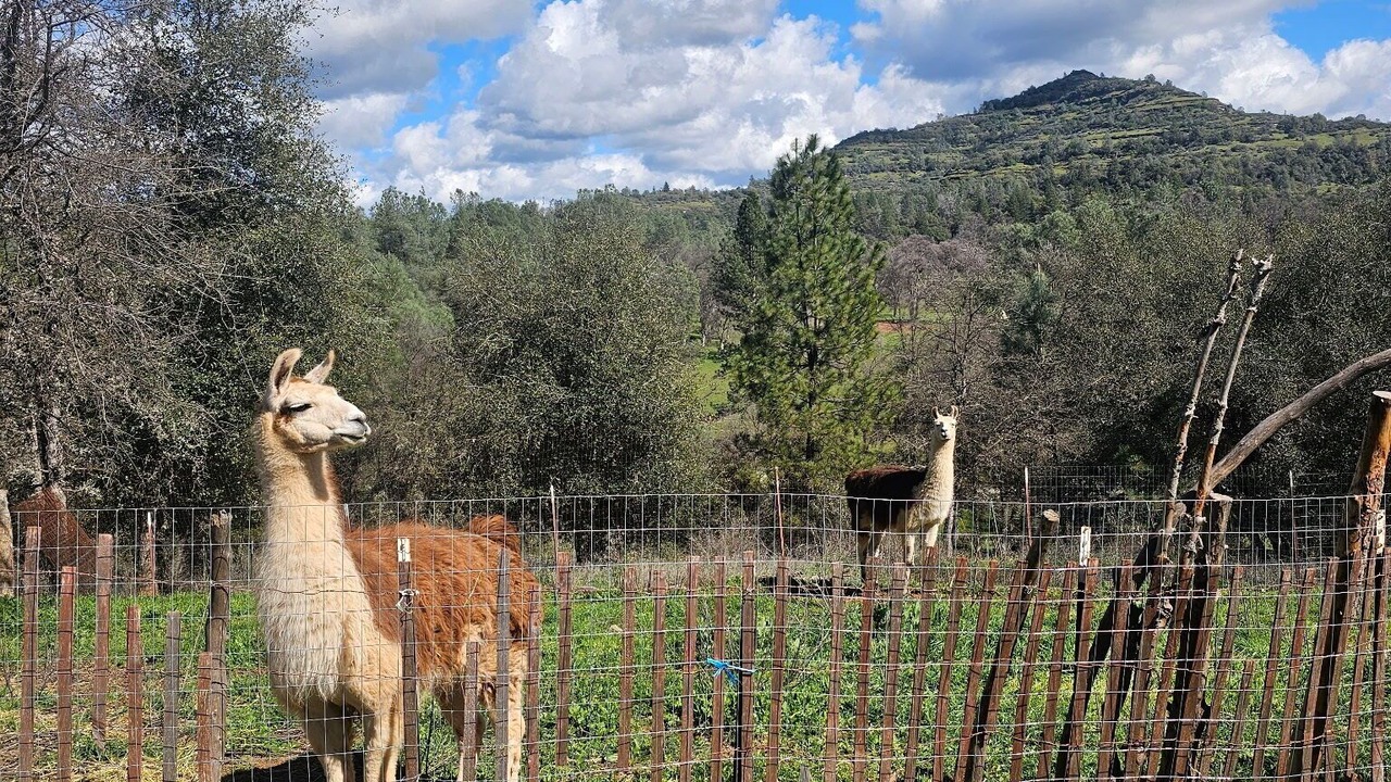 Photo of Others in Mountain Ranch