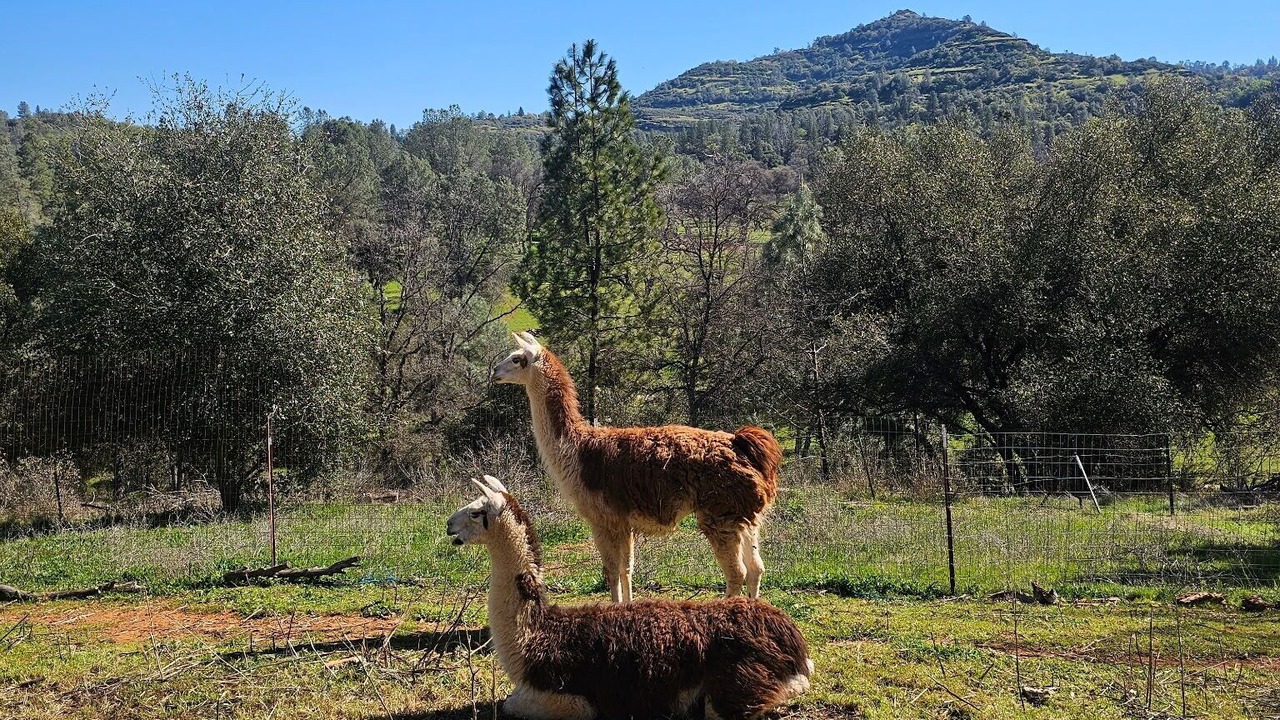 Photo of Others in Mountain Ranch