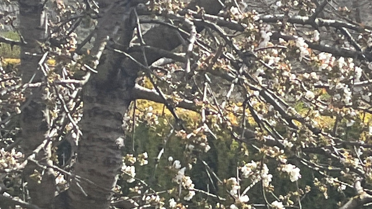 Photo of Others in Fuentelcesped