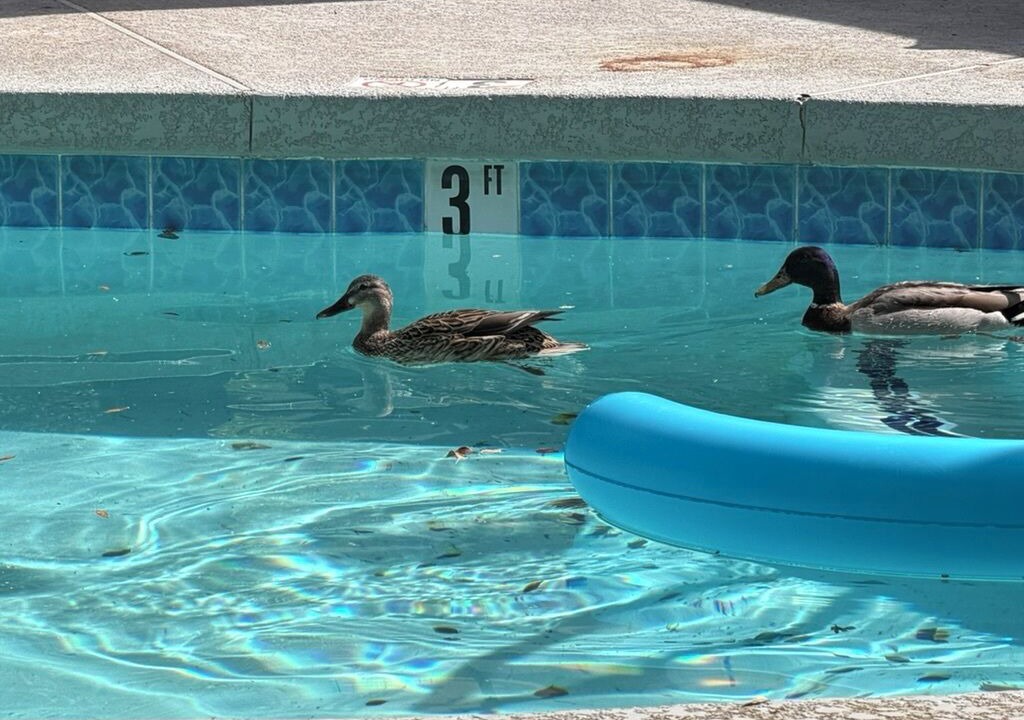 Photo of Outdoor in Mesa