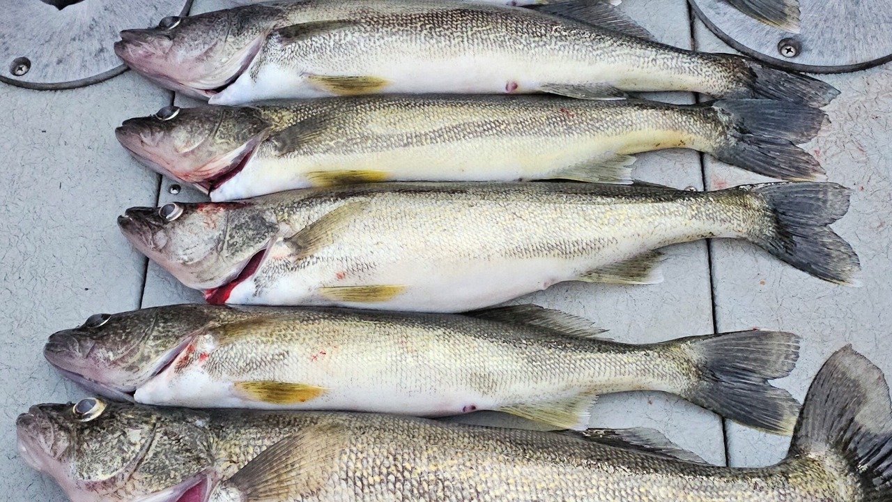 Photo of Others in Turkey Point