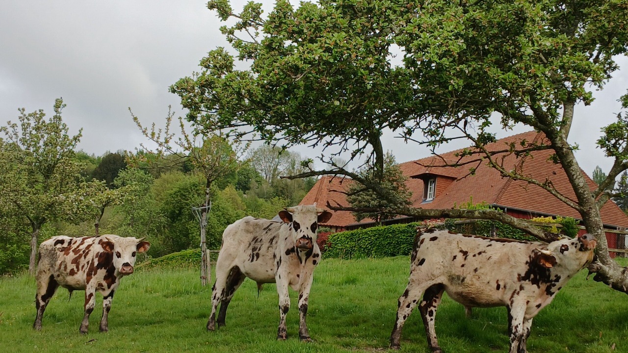 Photo of Others in Courtonne-la-Meurdrac