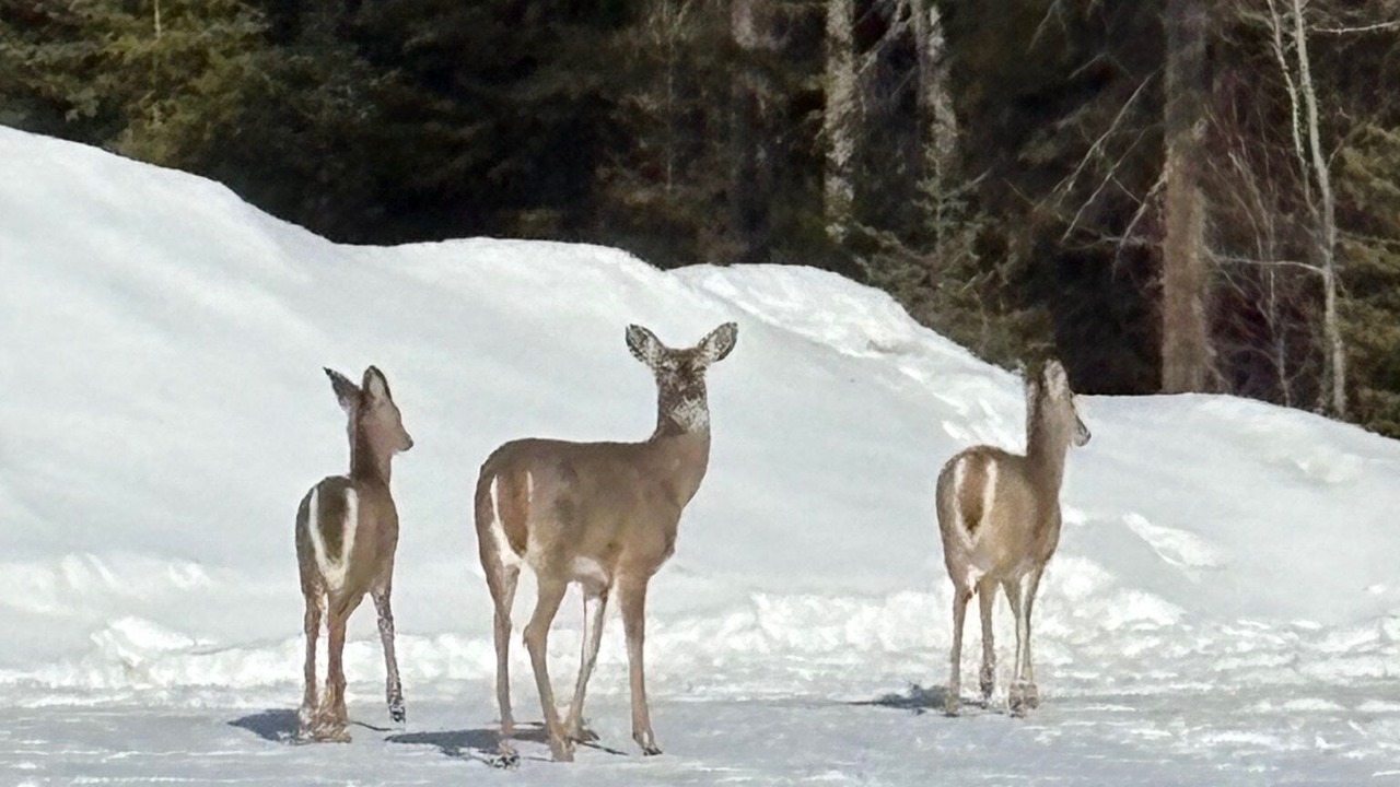 Photo of Others in Candle Lake