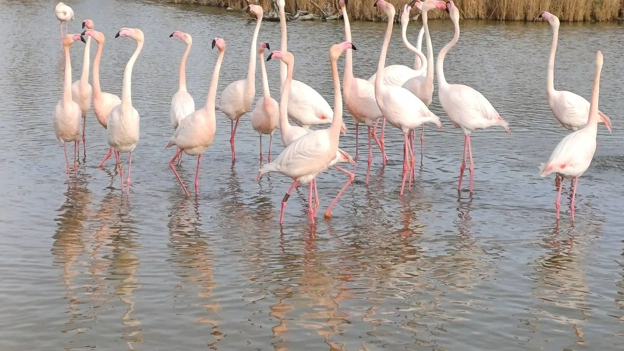 Photo of Others in Aubais