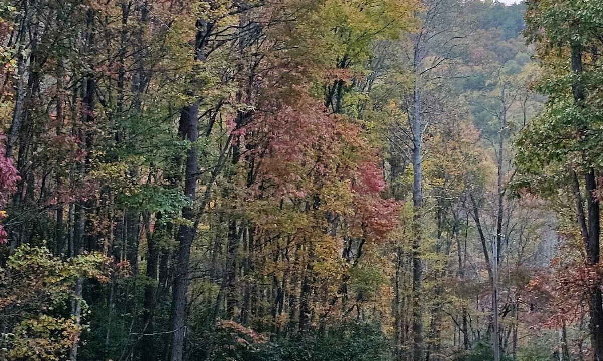 Photo of Outdoor in Turtletown