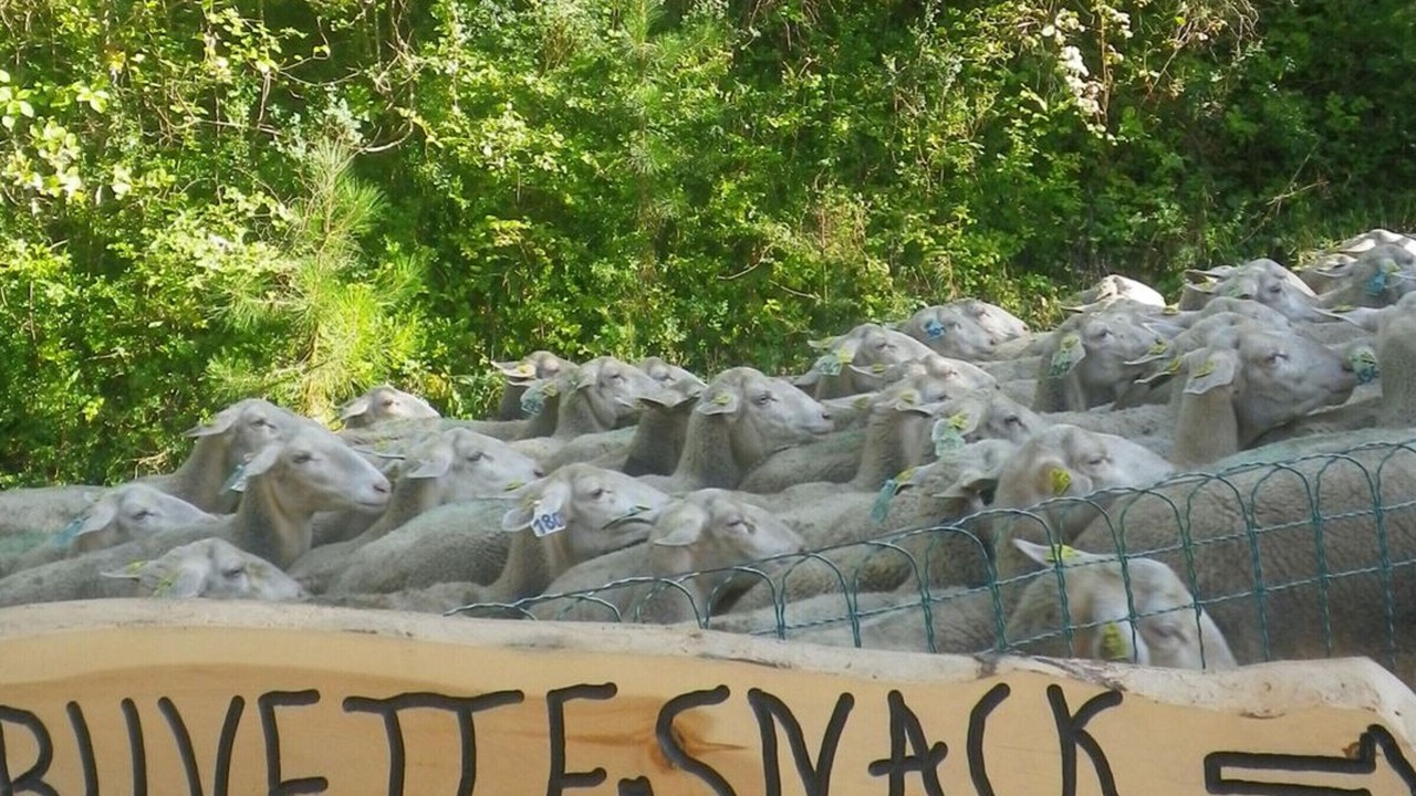Photo of Others in Meyrueis