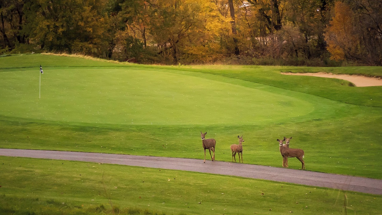 Photo of Others in The Galena Territory