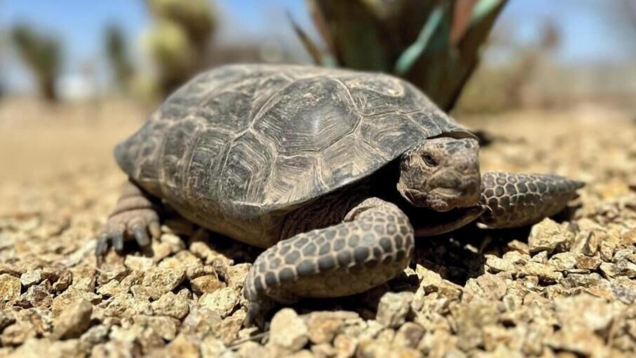 Photo of Others in Amargosa Valley