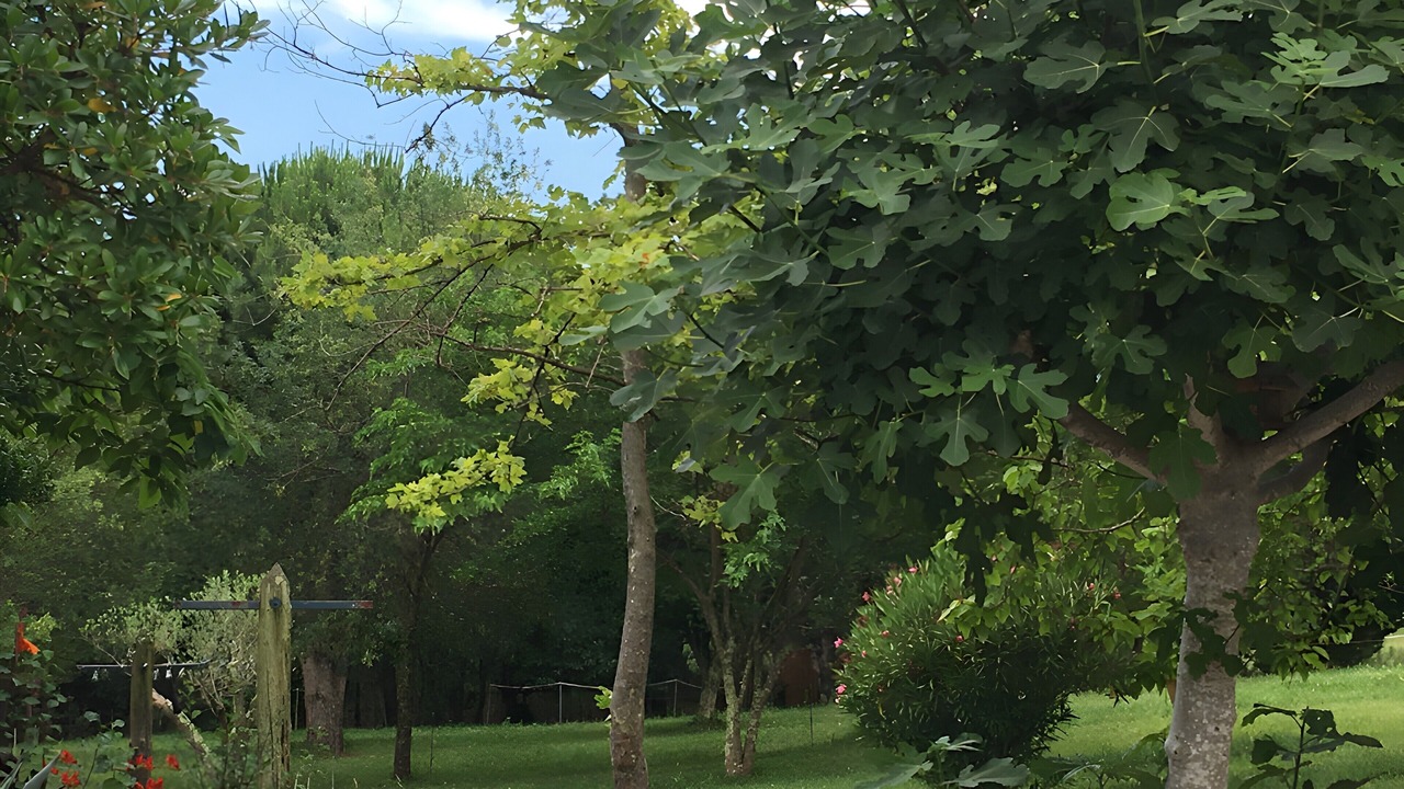 Photo of Outdoor in Maureillas-Las-Illas