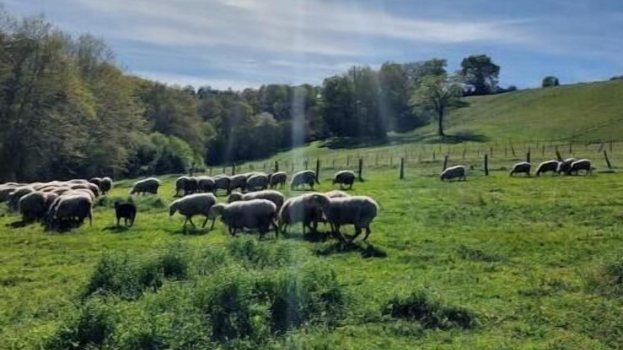 Photo of Others in Saint-Geours-de-Maremne