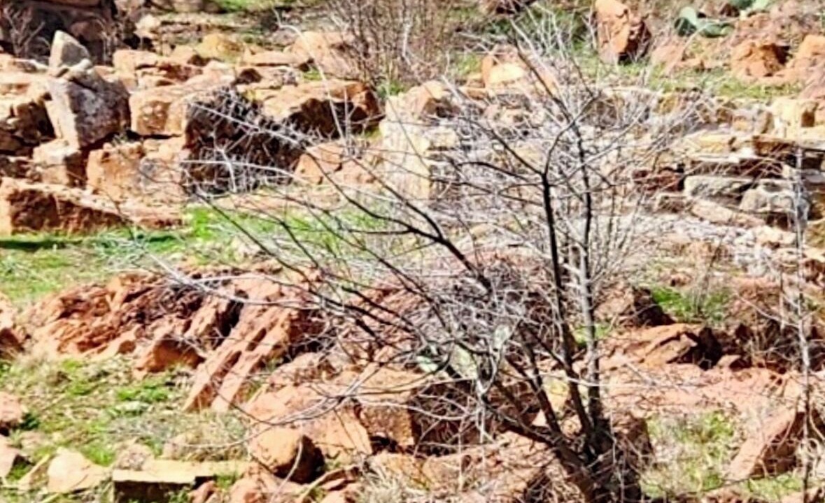 Photo of Others in Medicine Park