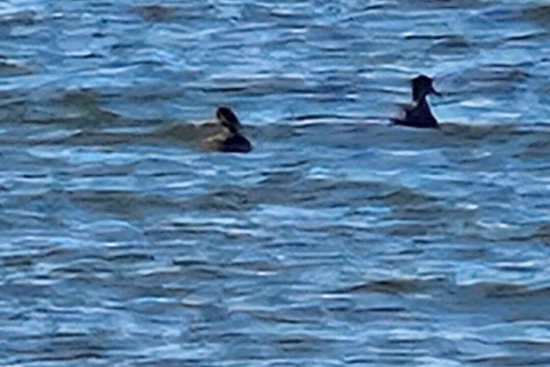 Photo of Others in Caraquet