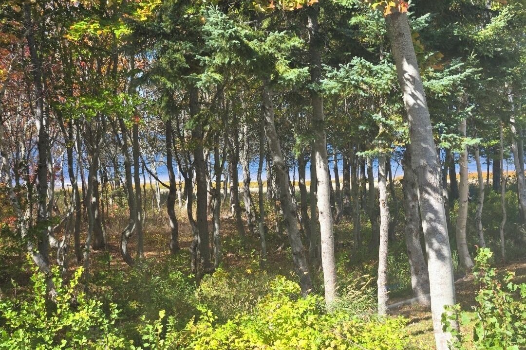 Photo of Others in Caraquet