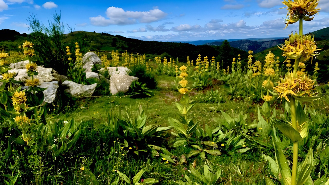 Photo of Outdoor in Dourbies