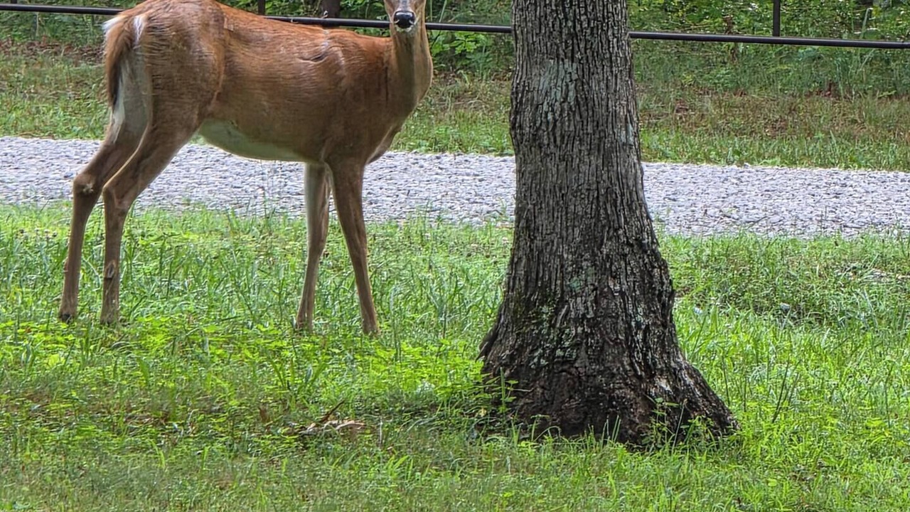 Photo of Others in Jamestown