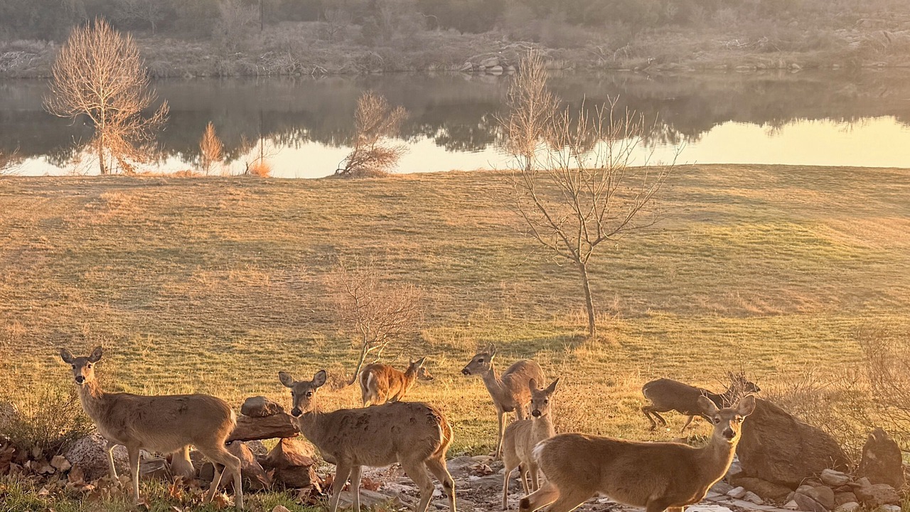Photo of Others in Cottonwood Shores