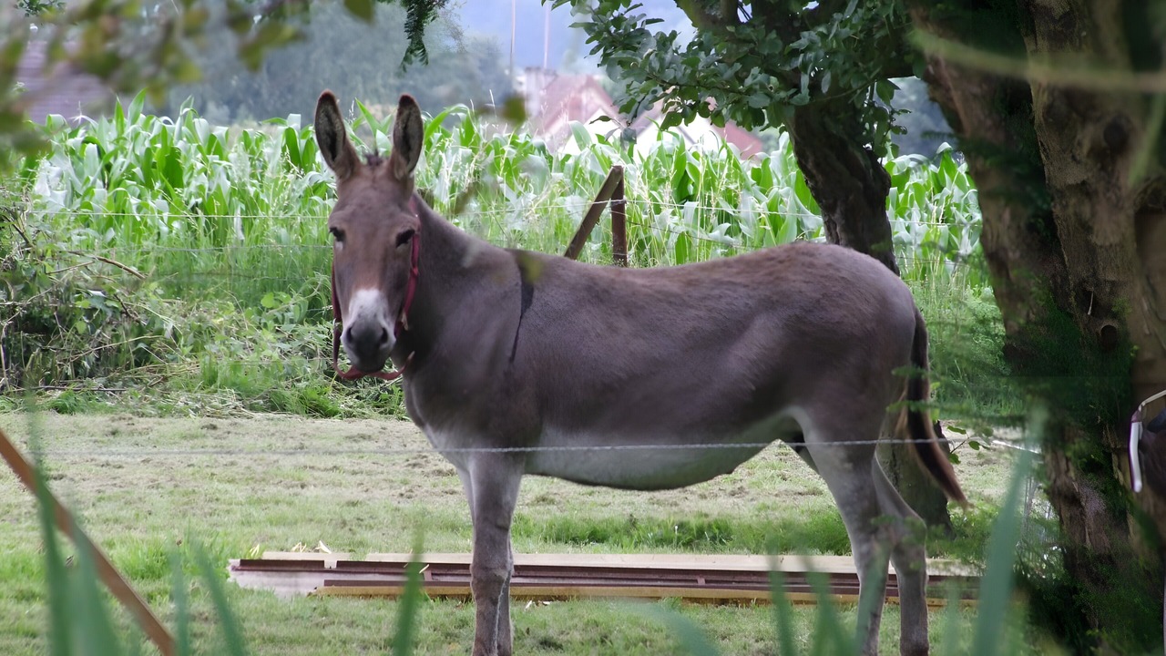 Photo of Others in Sainte-Marguerite-sur-Duclair