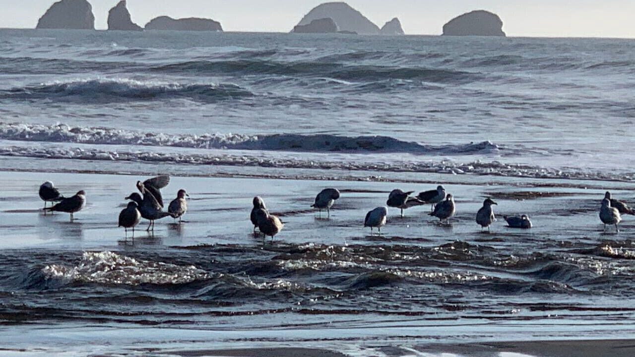 Photo of Others in Port Orford