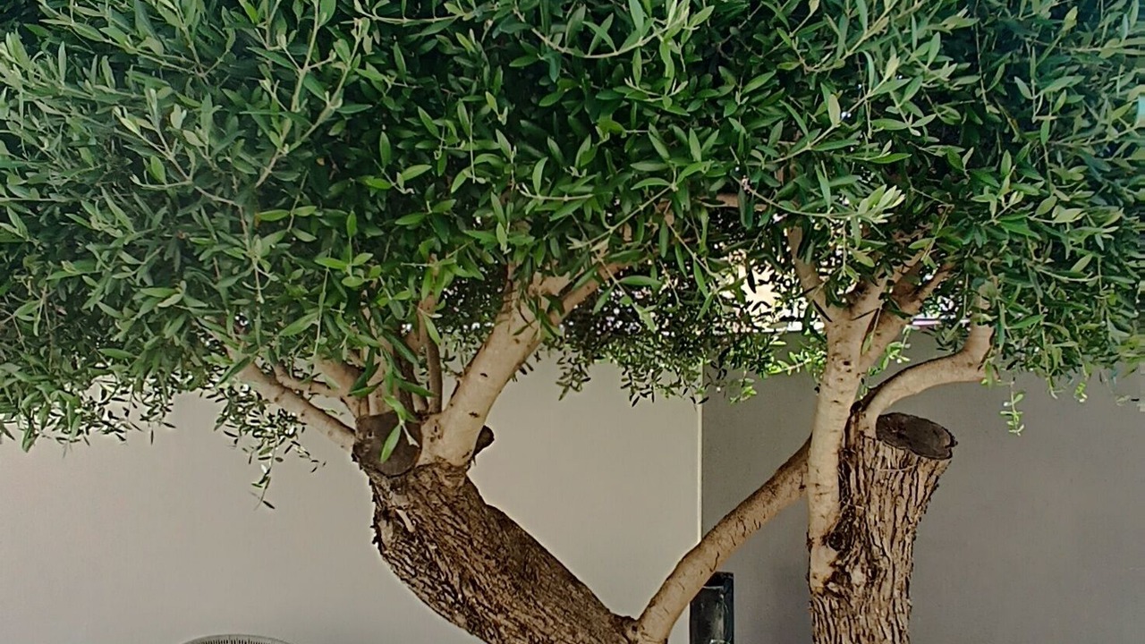 Photo of Patio Balcony in Maraussan