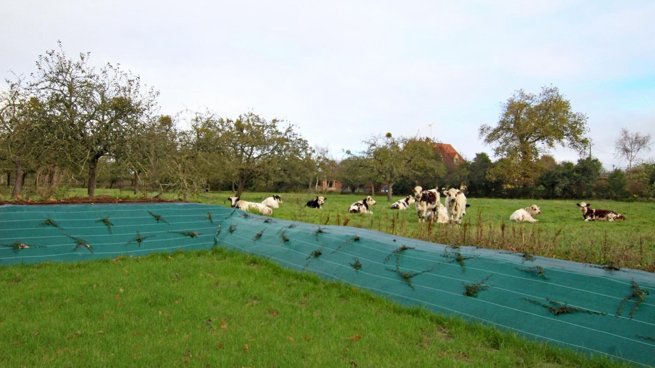 Photo of Others in Annoville