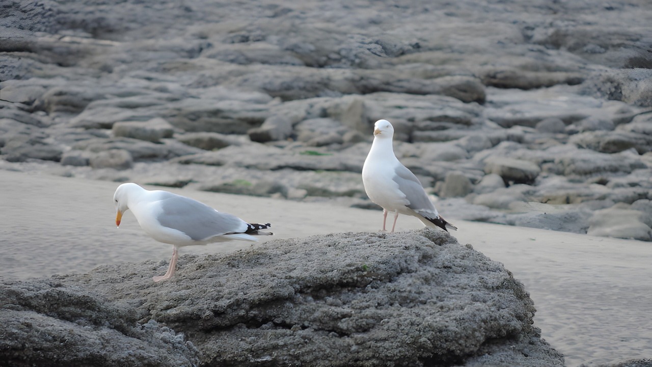 Photo of Others in Audinghen
