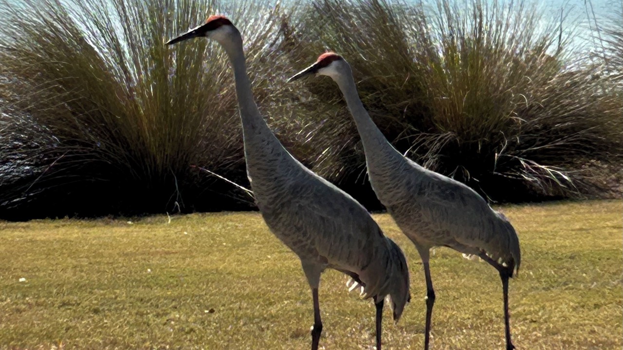 Photo of Others in Chatham