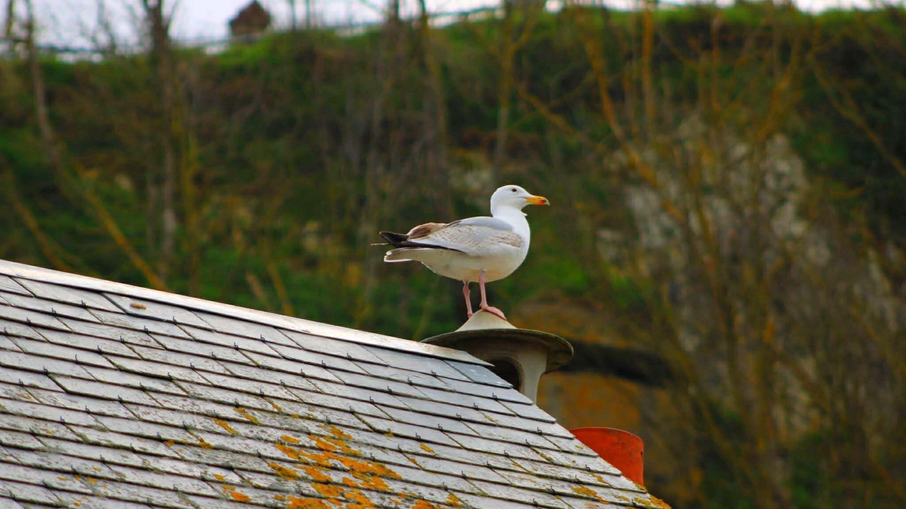 Photo of Others in Le Treport