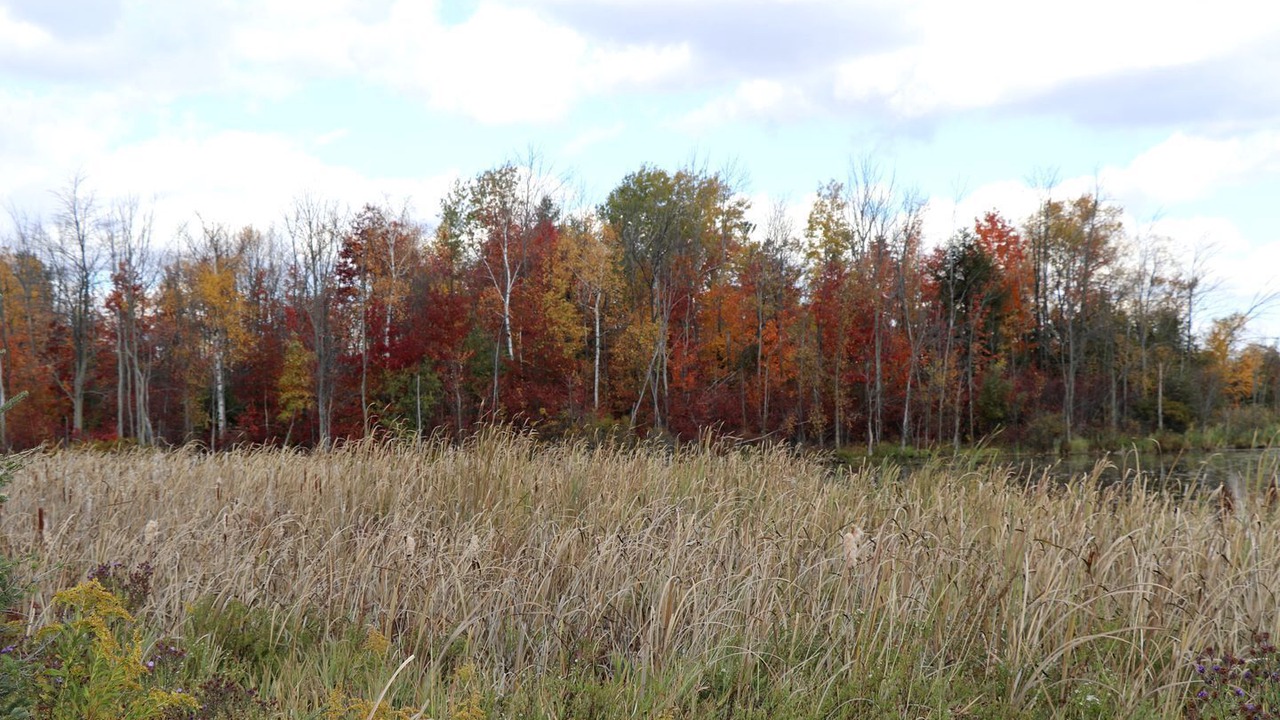 Photo of Others in Schomberg