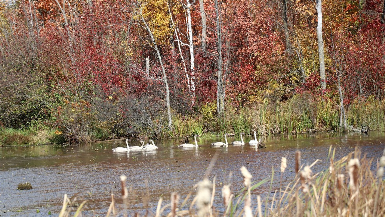 Photo of Others in Schomberg