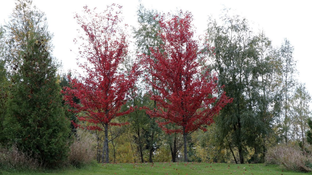 Photo of Others in Schomberg