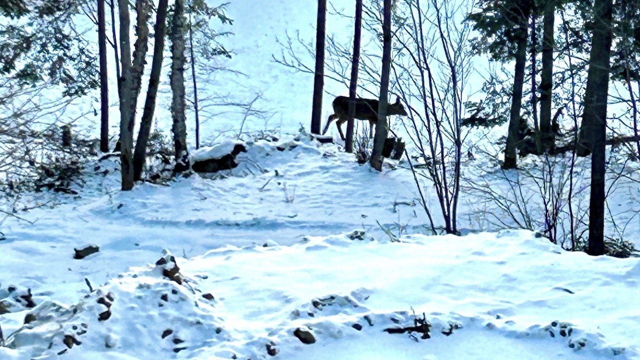 Photo of Others in Saint-Joseph-de-la-Rive