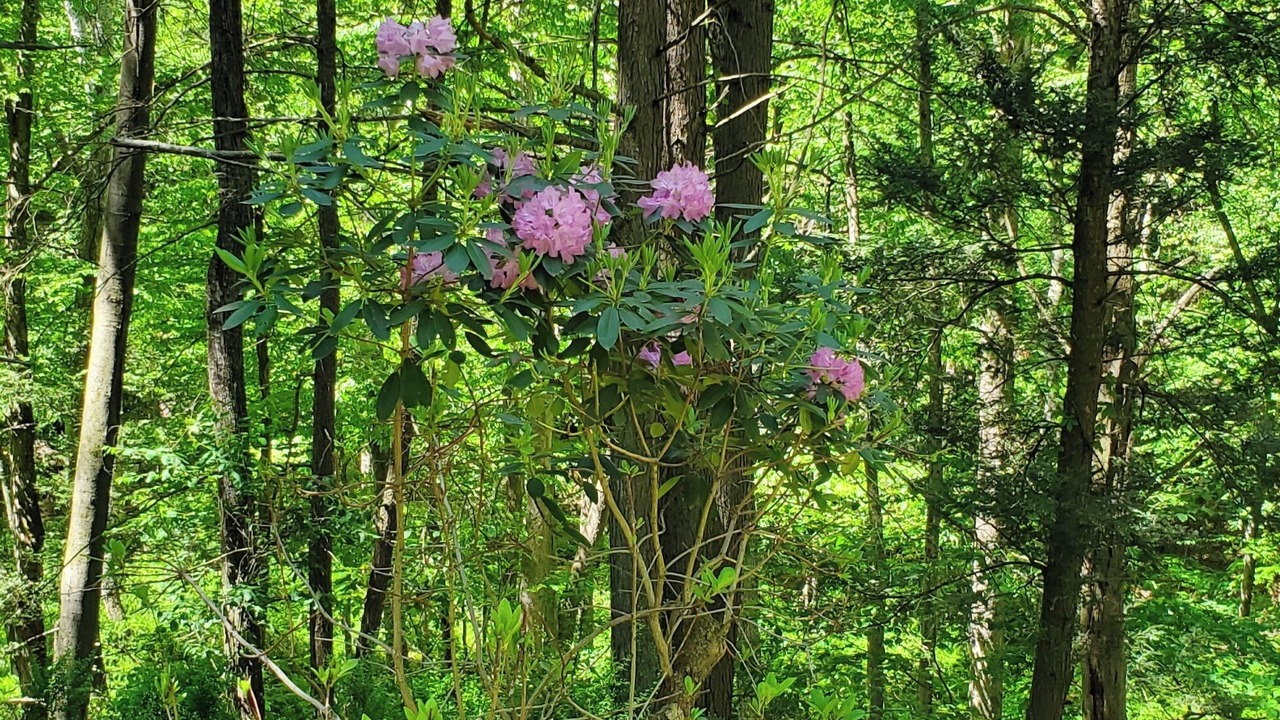 Photo of Outdoor in Cammal