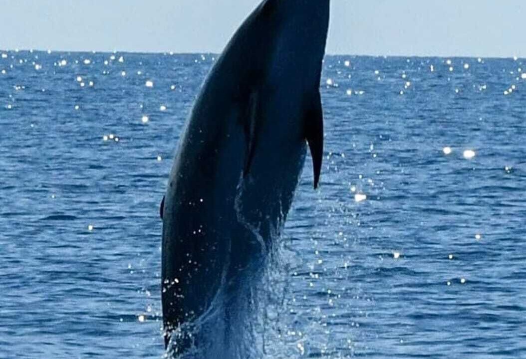 Photo of Others in Veli Losinj