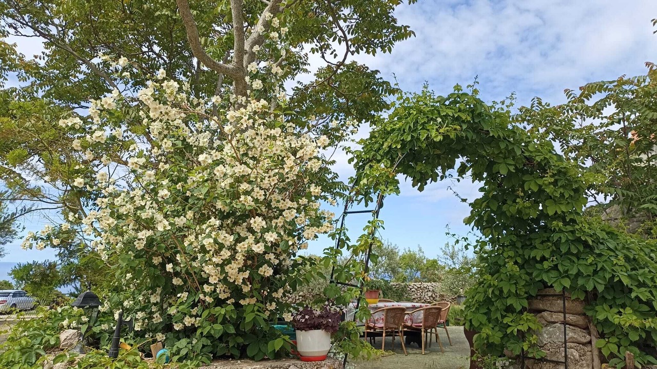 Photo of Outdoor in Veli Losinj