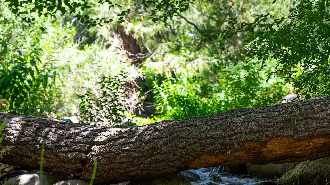 Photo of Others in Idyllwild