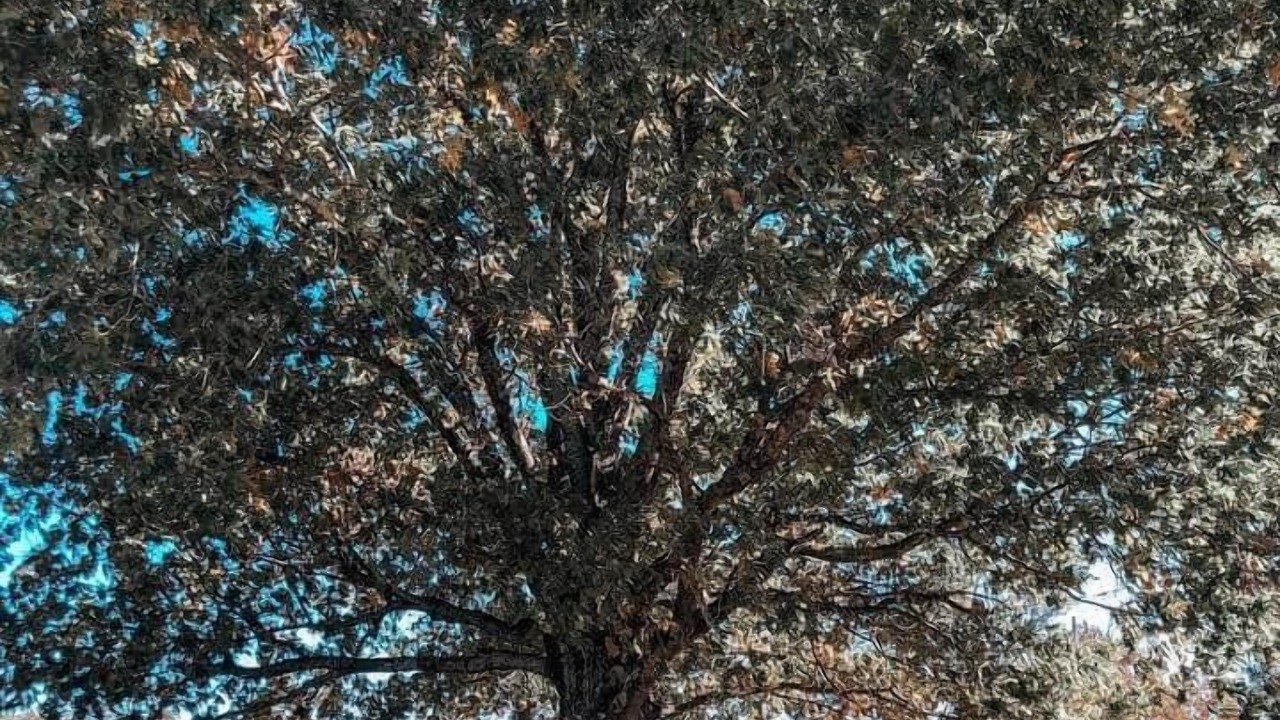 Photo of Others in Texarkana
