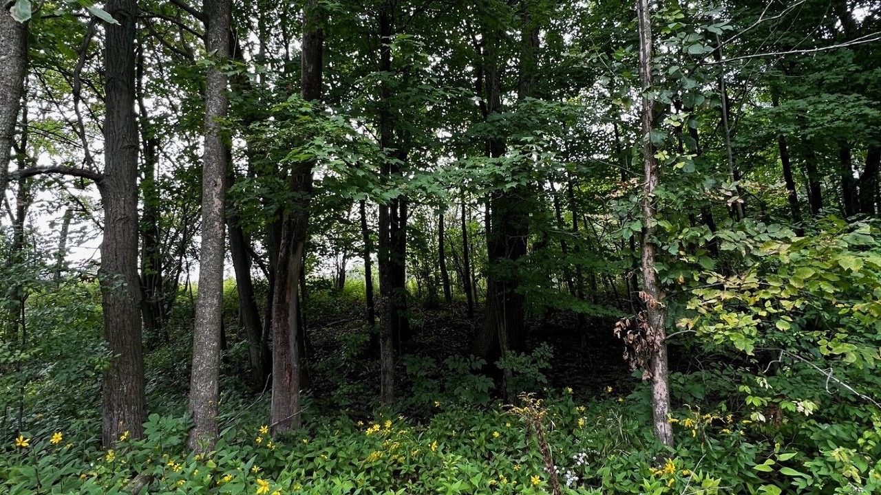 Photo of Outdoor in Champlain