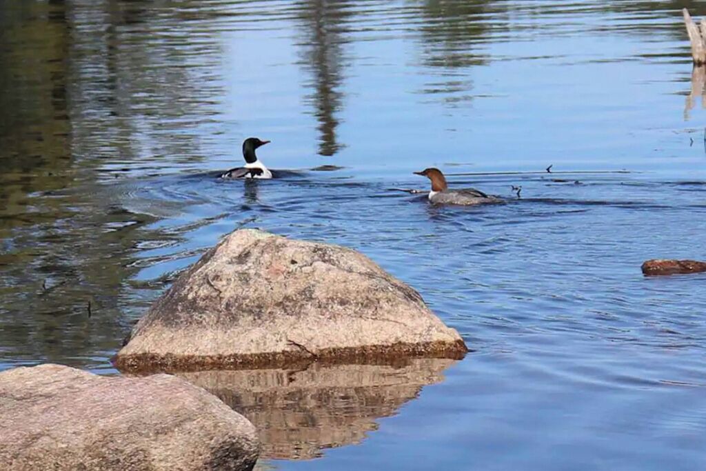 Photo of Others in Hastings Highlands