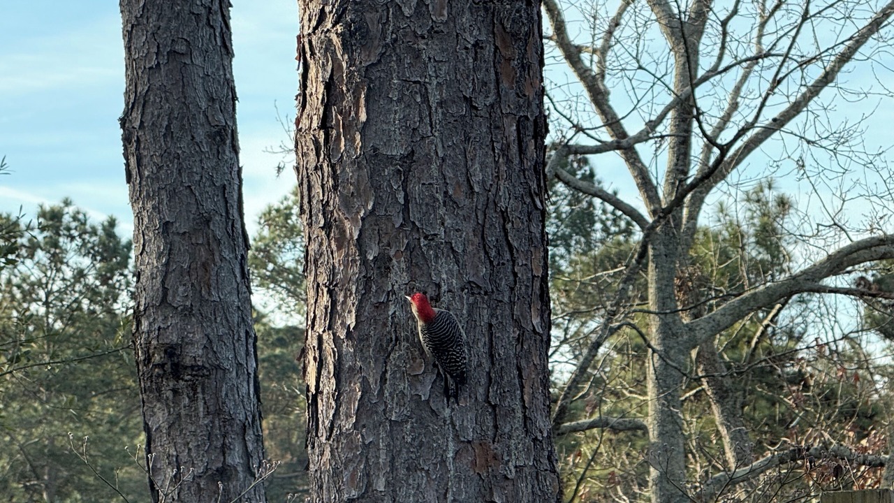 Photo of Others in Aiken