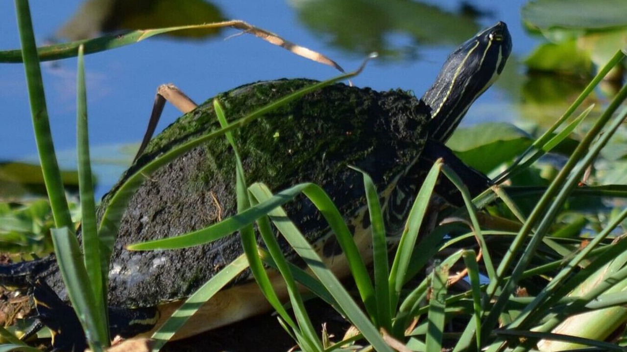 Photo of Others in Buckhead Ridge