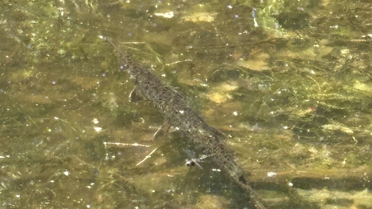 Photo of Others in Champlain