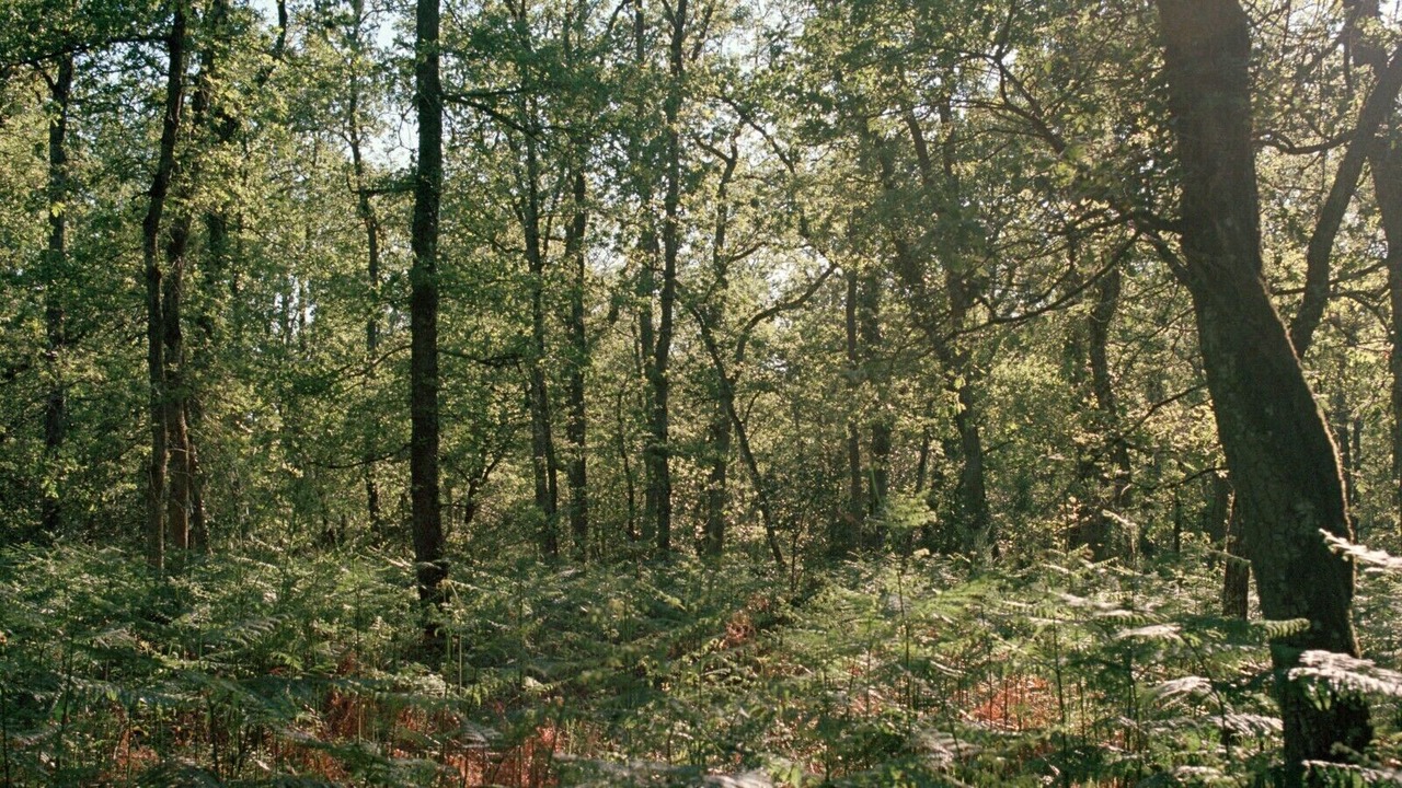 Photo of Others in Ambillou