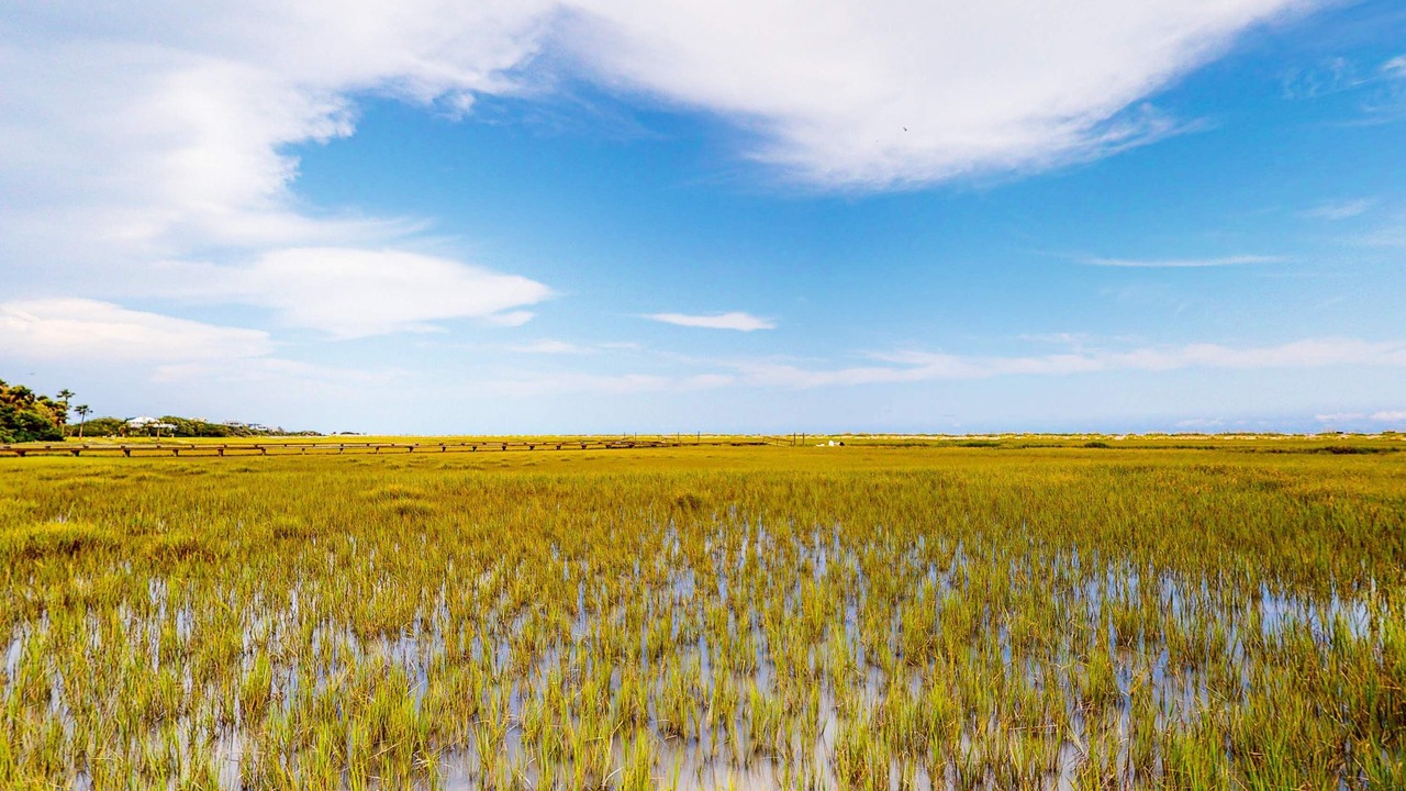 Photo of Others in Edisto Island