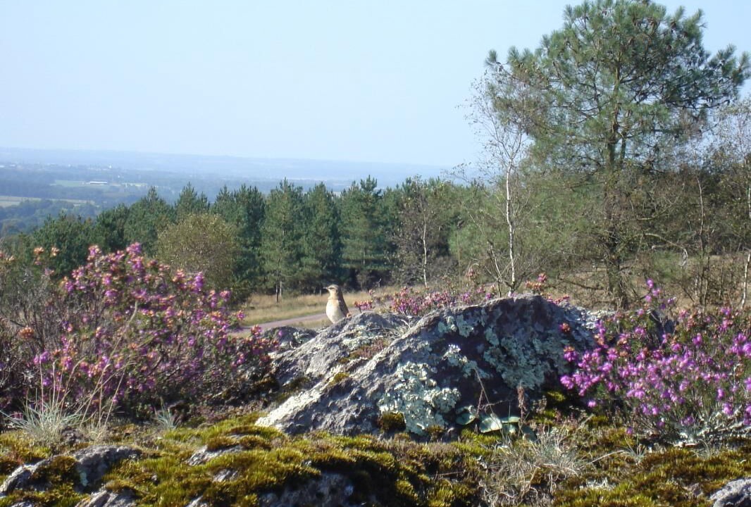 Photo of Others in Plelan-le-Grand