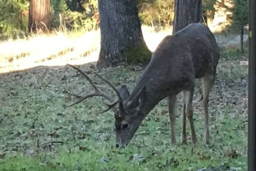 Photo of Others in Nevada City